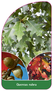 Quercus rubra