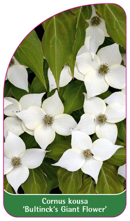Cornus kousa 'Bultinck's Giant Flower'