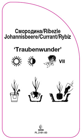 Porzeczka 'Traubenwunder'