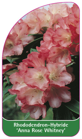 Rhododendron-Hybride 'Anna Rose Whitney'