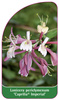 Lonicera periclymenum 'Caprilia Imperial'