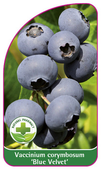 Vaccinium corymbosum 'Blue Velvet'