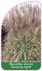 Miscanthus sinensis 'Dronning Ingrid'