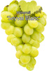 Winorośl Seyval Blanc