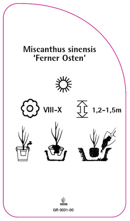 Miscanthus sinensis 'Ferner Osten'
