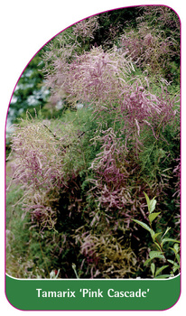 Tamarix 'Pink Cascade'
