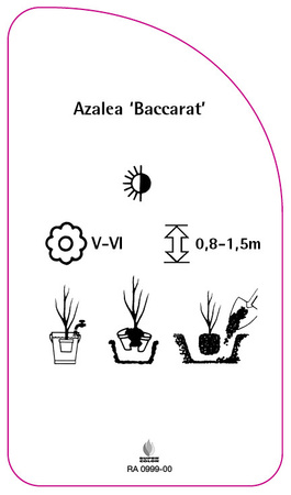 Azalea 'Baccarat'