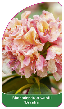 Rhododendron wardii 'Brasilia'