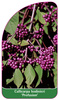Callicarpa bodinieri 'Profusion'