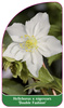 Helleborus x nigercors 'Double Fashion'