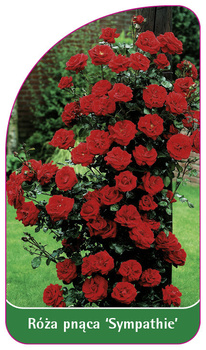 Trandafir cățărător 'Sympathie'