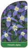 Clematis alpina