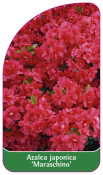Azalea japonica 'Maraschino'