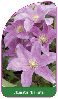 Clematis 'Danuta'