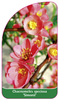 Chaenomeles speciosa 'Simonii'