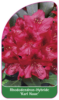 Rhododendron-Hybride 'Karl Naue'
