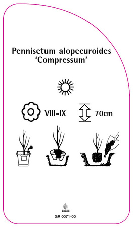 Pennisetum alopecuroides 'Compressum'