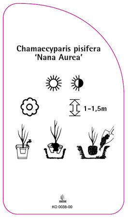 Chamaecyparis pisifera 'Nana Aurea'