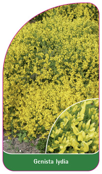 Genista Iydia