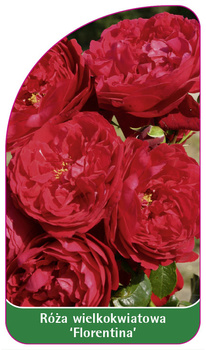 Róza wielkokwiatowa 'Florentina' Nr. 537
