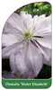 Clematis 'Violet Elizabeth'