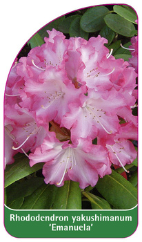Rhododendron yakushimanum 'Emanuela'