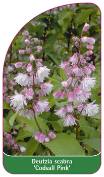 Deutzia scabra 'Codsall Pink'