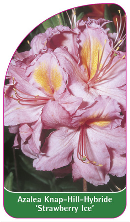 Azalea Knap-Hill-Hybride 'Strawberry Ice'