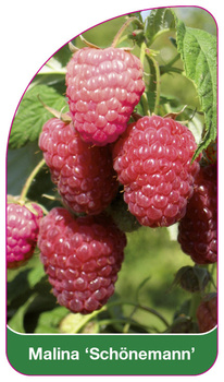 Malina 'Schönemann'