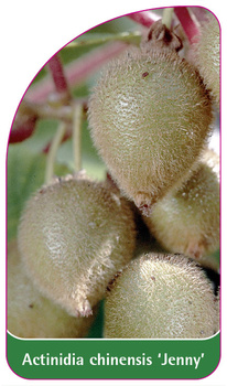 Actinidia chinensis 'Jenny'