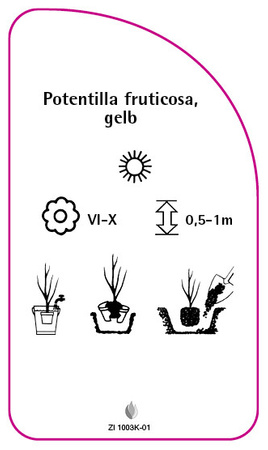 Potentilla fruticosa, gelb