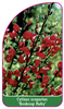 Cytisus scoparius 'Boskoop Ruby'