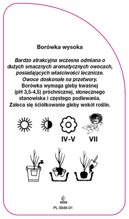 Vaccinium corymbosum 'Polaris'