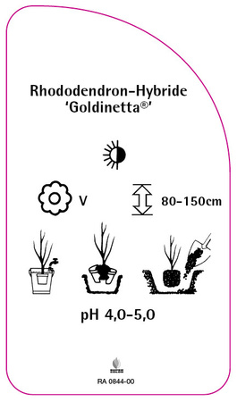 Rhododendron-Hybride 'Goldinetta',