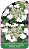 Hydrangea macrophylla (Teller), weiß