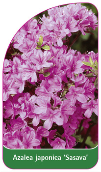 Azalea japonica 'Sasava'
