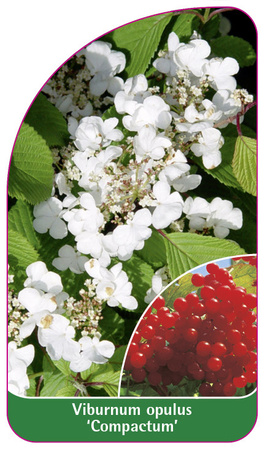 Viburnum opulus 'Compactum'