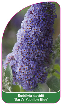 Buddleia davidii 'Dart's Papillon Blue'