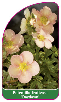 Potentilla fruticosa 'Daydawn'