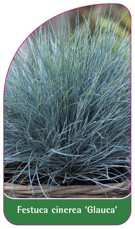 Festuca cinerea 'Glauca'