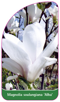 Magnolia soulangiana 'Alba'