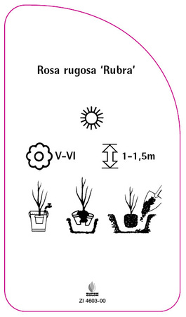 Rosa rugosa 'Rubra'