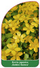 Kerria japonica ,Golden Guinea'