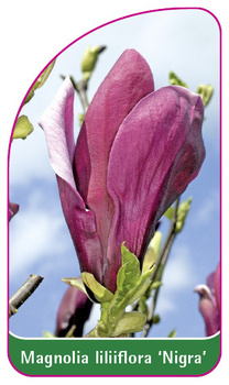 Magnolia liliiflora 'Nigra'