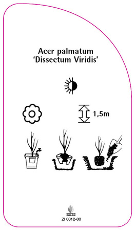 Acer palmatum 'Dissectum Viridis'