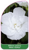 Hibiscus syriacus 'White Chiffon'