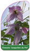 Clematis 'Jaqueline du Pré'