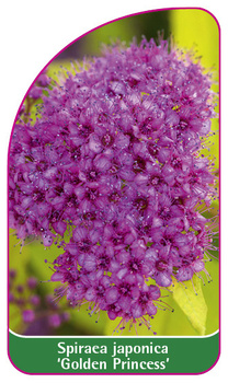 Spiraea japonica 'Golden Princess'