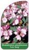 Rhododendron yakushimanum 'Love Song'