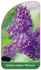 Syringa vulgaris 'Marceau'